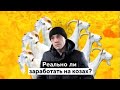 Козы на миллион: как устроена самая большая ферма в России