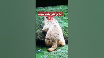 #إسلام_صبحي #سورة_الواقعة #اكسبلور #quran #تيك_توك #التغطيه #دويتو