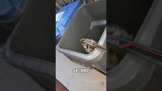 Racoon trapped in a trash can #shorts