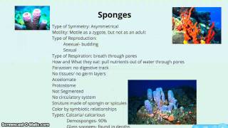 AP Biology Animal Diversity Part 1 of 2