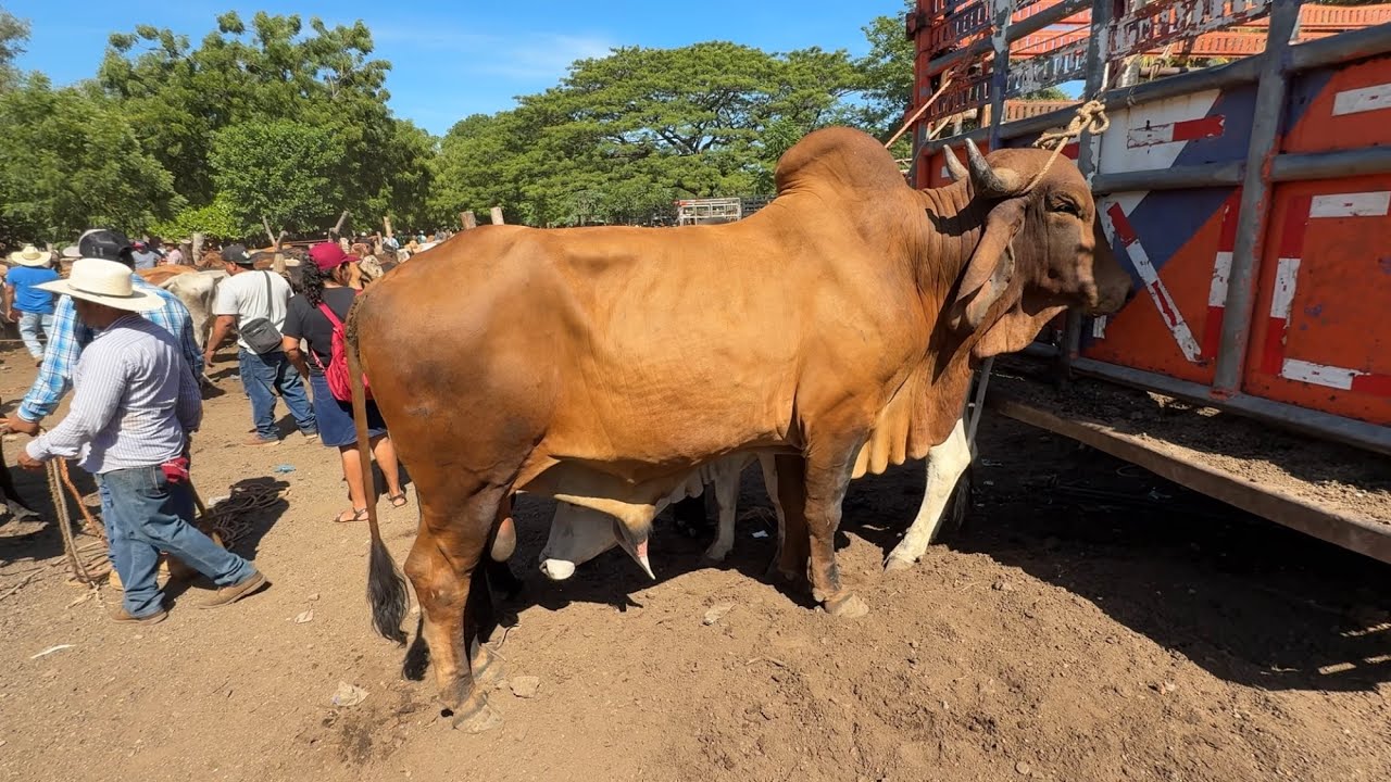 El mejor Tiangue del salvador el tránsito de San Miguel