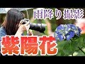 【写真撮影】Nikon AF-S NIKKOR 24-70mm f2.8E ED VR と AF-S VR Micro-Nikkor 105mm f2.8G IF-EDで紫陽花撮って来た【ともよ。】