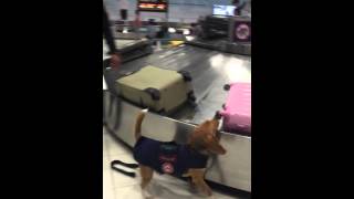 Beagle police dog@Suvarnabhumi airport TH