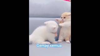 Download Lagu gemay nya #cat #cats #cute #catlovers #ytshorts #shortvideos MP3