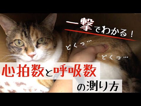 【心拍数と呼吸数を測ろう】犬と猫はこうやって測ります！