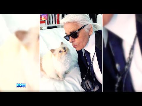 Video: Journalists suggest that Lagerfeld left a multimillion-dollar inheritance to the cat