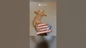 kenapa kucing mendengkur❓😻#cat #kucing #cute #catlover #info #viral #lucu #kitten #shorts #info