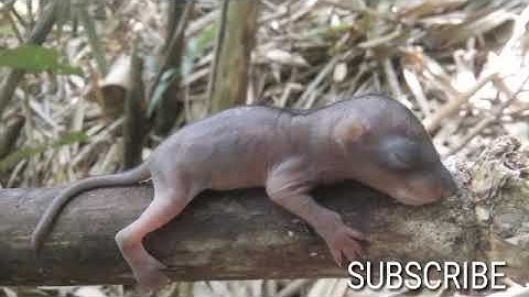 Nas Tsaij quaj hu niam (tiếng sóc con gọi mẹ)