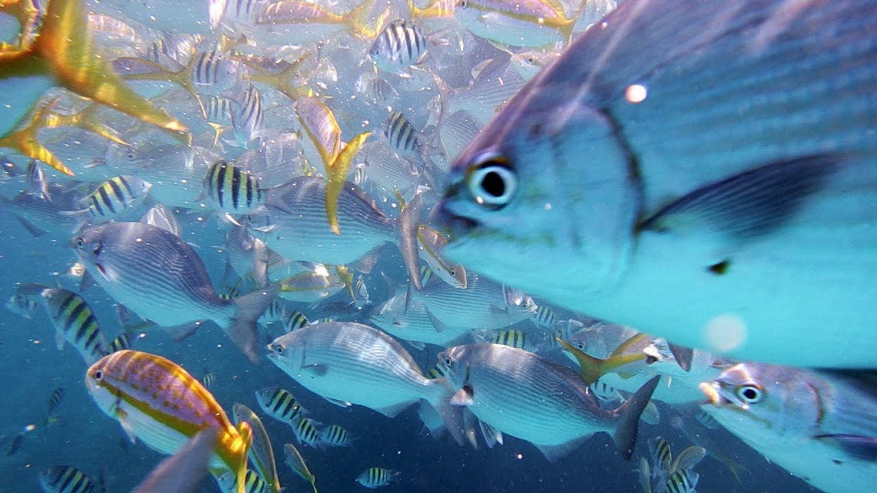 Alligator Reef & Alligator Lighthouse Islamorada YouTube