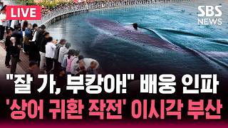 🔴LIVE '잘 가, 부캉아!' 배웅 인파..'상어 귀환 작전' 이시각 부산 현장 생중계 / SBS 실시간 라이브