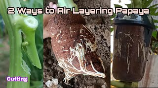 2 Ways to Air Layering Papaya Tree at Home, 60 days Success 100%