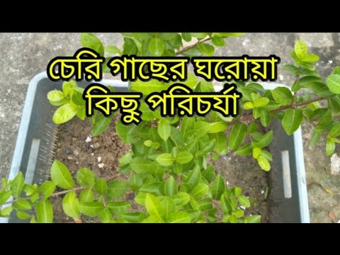 ভিডিও: সাধারণ চেরি