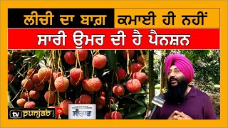 Litchi ਦਾ ਬਾਗ਼ ਕਮਾਈ ਹੀ ਨਹੀਂ ਸਾਰੀ ਉਮਰ ਦੀ ਹੈ Pension | TV Punjab