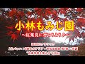 Beautiful autumn leaves in Japan: Kobayashi Momijien, Saitama Prefecture◆小林もみじ園で紅葉狩り2020◆