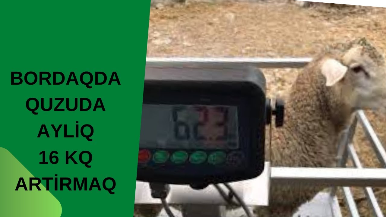 Bordaq Quzunun Tez İnkişaf Etdirmeyin Yolu  Ayliq 16 kq Artirmağin Sirri nedir ?