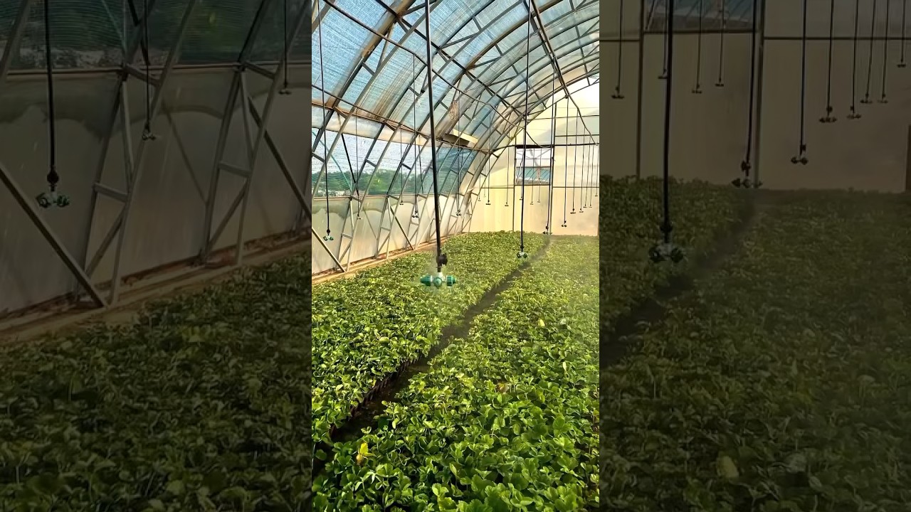 🌱How to Grow Strawberry Seedlings🍓 