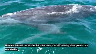 Gray Whales Baja Migration - Up Close by Eric Chance Stone 13 views 10 months ago 1 minute, 21 seconds