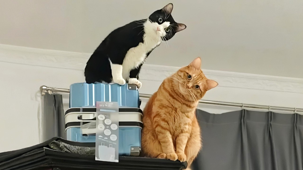 You Laugh, You Lose! 🤣 Funny Cat Videos 2026 😹 Part 130