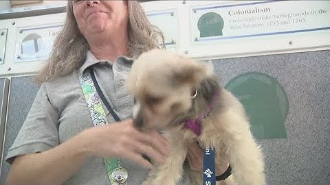 The proper way to get your pet through airport security