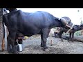 Buffelo Milking Full Video || Village Life Style Gujarat India