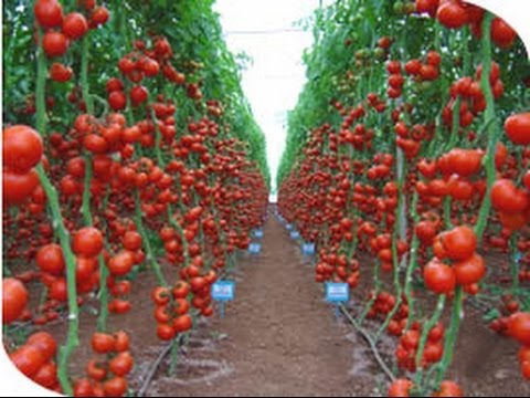 Türkiye Hangi Tohumu Hangi Ülkeden İthal Ediyor