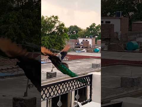 peacock flying 🦚#original #shots #viral #shots