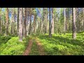 Forest Silence Cisza Composure #ambientchannel77