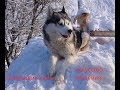 Говорящая Собака | ТОЛЬКО ТАК нужно разговаривать с Хаски |  HUSKY VLOG