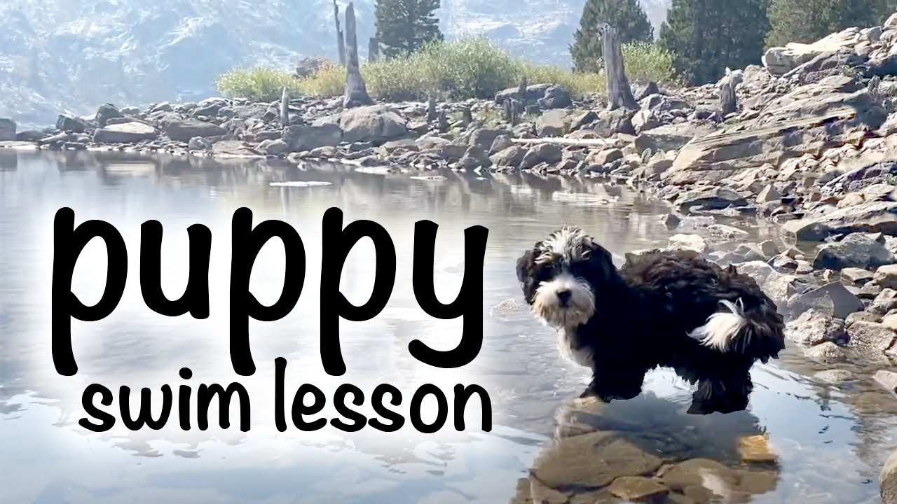 Puppy swim lesson (aka finding Nemo-oose!)