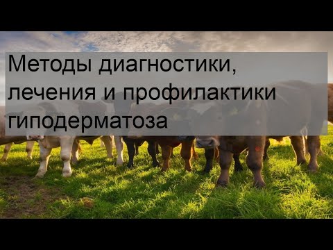 Video: Бодо малдын гиподерматозу: себептери, белгилери, диагностикасы жана дарылоо