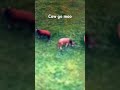 Cow