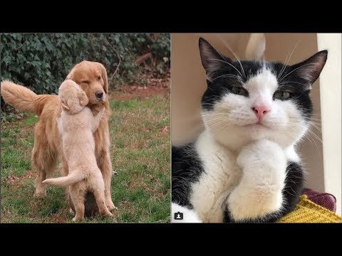 Cute Baby Dog And Cat Videos Compilation Moment Of The Animals Cute Baby Dog And Cat Videos Compilation Moment Of The Animals 2018 Try Not To Laugh 6