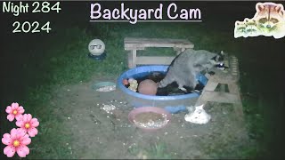 Backyard Cam Night 284 Wild Raccoon Reality Cam just enjoying dinner on a spring night