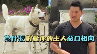 珍島犬成為殘暴野獸喜怒無常訓犬師化身狗統領打起心理戰發現原來主人竟然是始作俑者