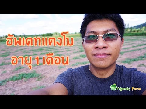 อัพเดทแตงโมอายุ 1 เดือน