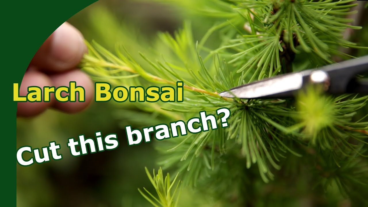 Pruning Larch bonsai YouTube