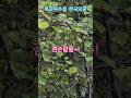 특파원수첩 한국의꽃 때죽나무는 경손함을 전합니다. 꽃을 사랑하고 좋아하면 영혼이 맑아집니다. 구독과좋아요🌹10월의꽃 관광명소 미리보기