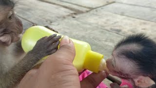 KIKI ACCOMPANIES BABY MONKEY ACIL TO DRINK MILK