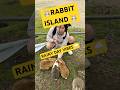 A rainy day on Rabbit Island! 🐰🌧️ #Day138