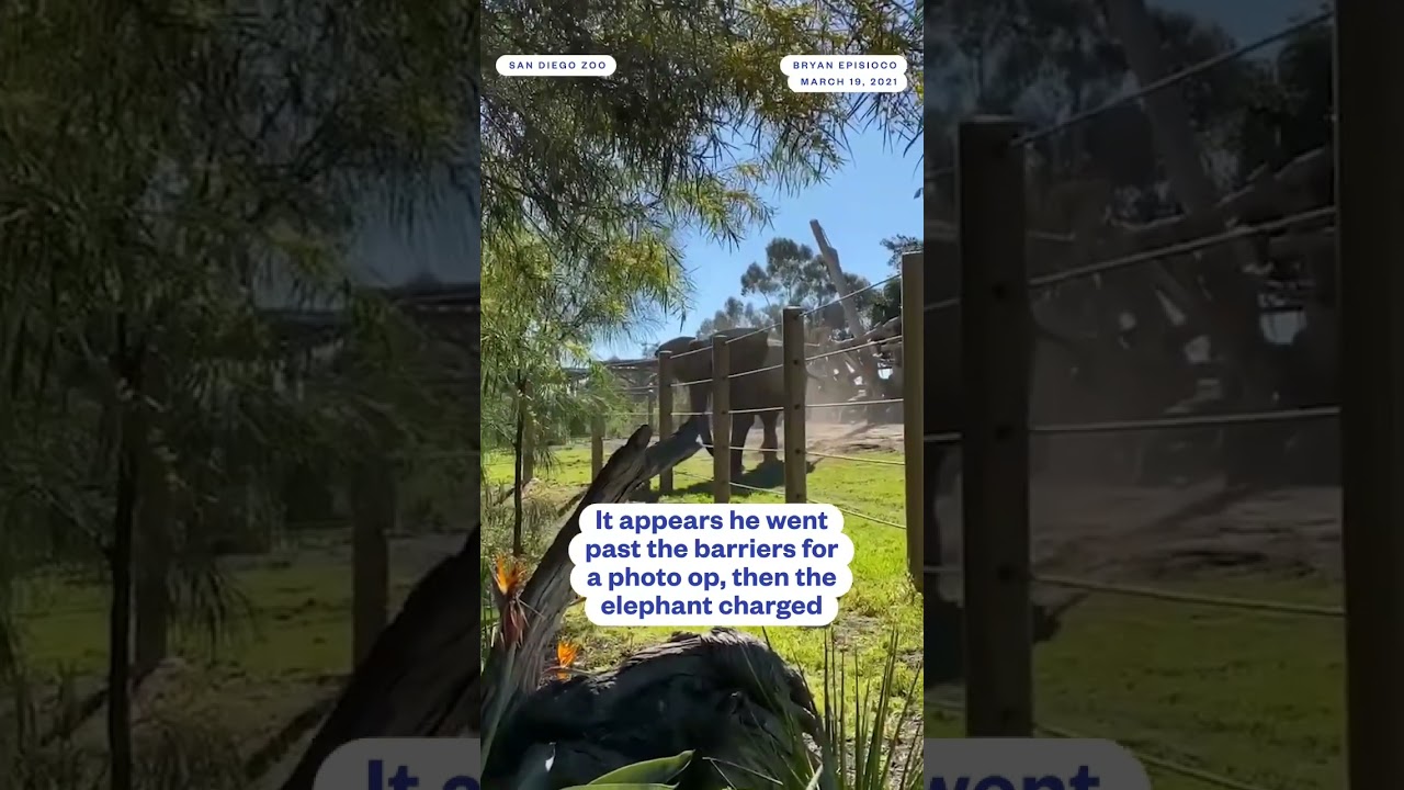 Dad Gets Prison Time For Bringing Toddler Into An #Elephant Enclosure