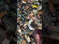 The mysterious brass box I #history #mudlarking #shorts #shortsfeed #unboxing