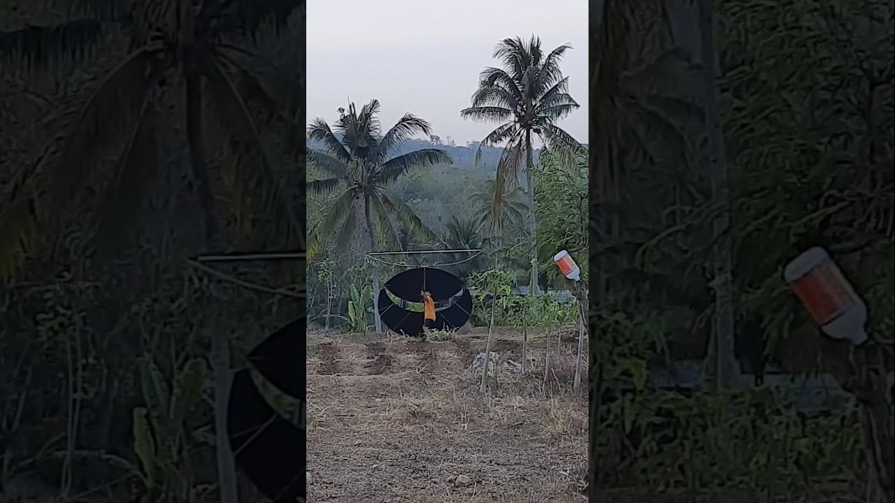 Penerbangan Layangan Bapangan Pegon Big size |Tio Dio Tim Kaliandong Blitar 
