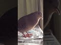 鳩の鳴き声