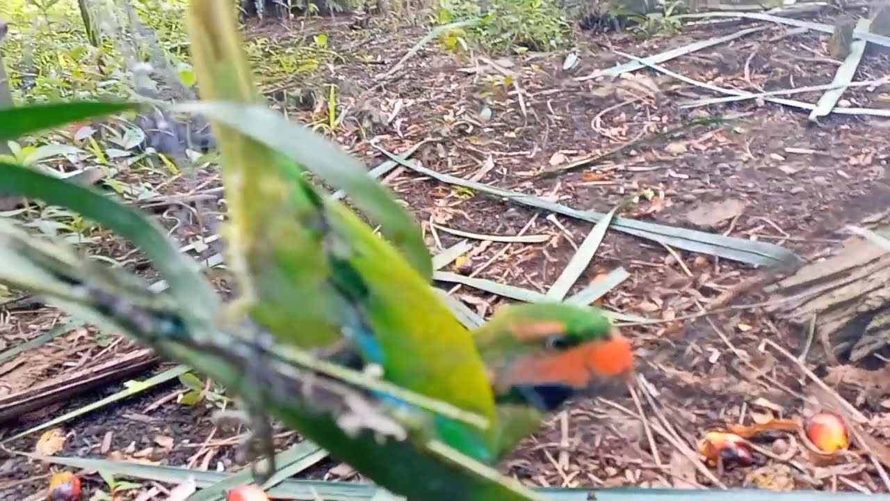 Pulut burung Betet tercantik di dunia berhasil kita dapat kn#betet#pulutbetet#betetjambi