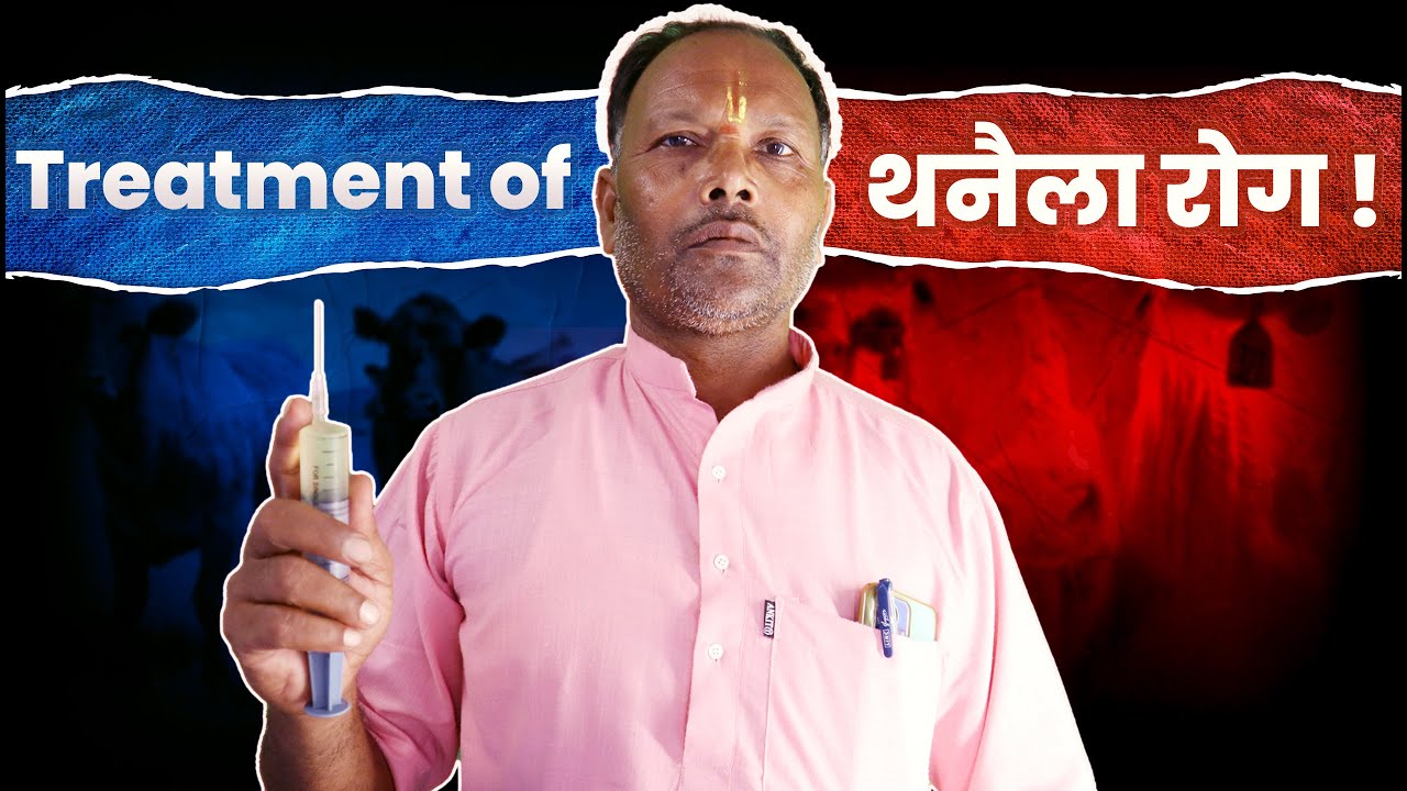 गाय और भैंस  में थनैला बीमारी को कैसे ठीक करें| थनैला क्यों होता है इसका इलाज कैसे किया जाता है