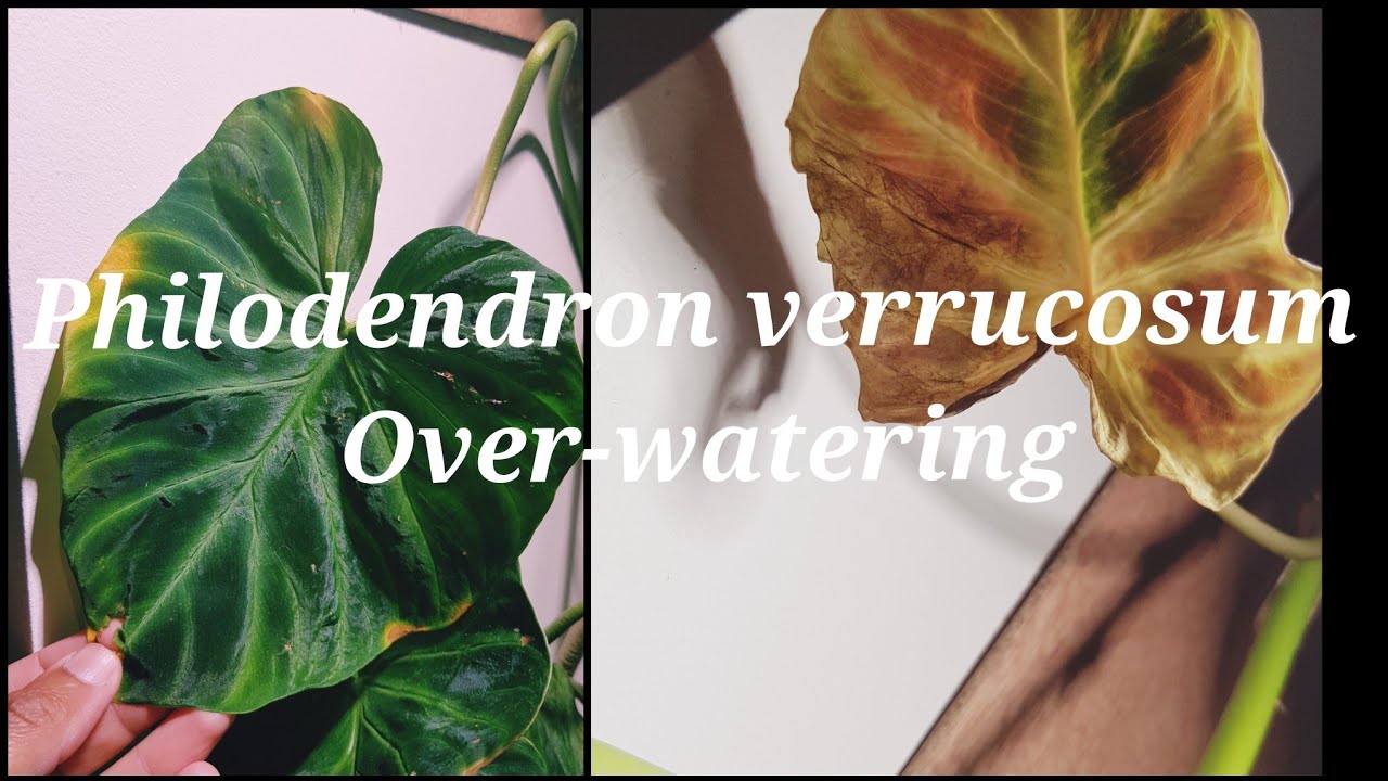 Philodendron verrucosum Leaf Yellowing and Browning| Over Watering or Under Watering