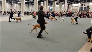 Pharaoh hounds best bitch, Hrlsinki winner 2023 by Heidi Ollila 9 views 4 months ago 18 seconds