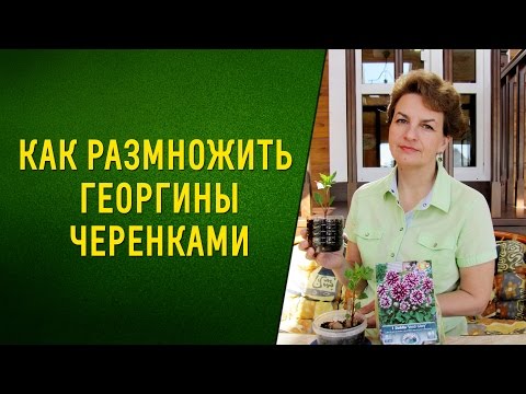 Как размножить георгины черенками