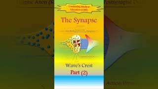 Neural Conduction in Synapses (2) (Innovated)