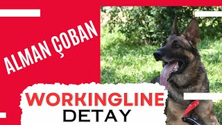 Workline Alman Çoban Köpeği Nasıl Bir Köpek? Almadan Önce İzleyin, En Detaylı Video